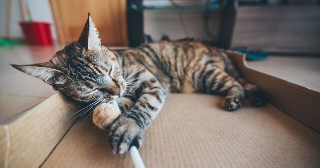 cat playing with pet cat toy that shipped with international shopping