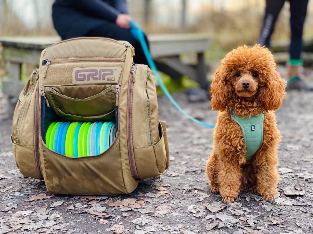 a dog with pet accessories